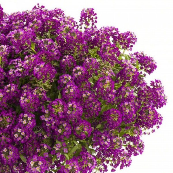 Пурпурне (purple) насіння алісуму (Hem Zaden)