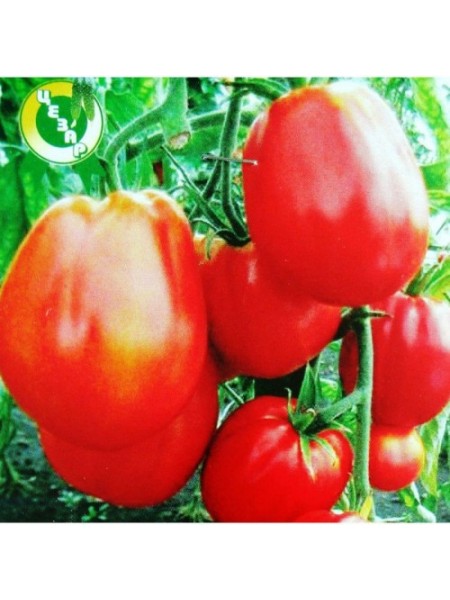 Пузата Дом семян помидора индетерминантного (GL Seeds)