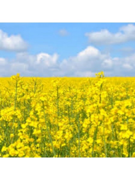Рапс (корм./сидерат./медонос) семена (Украина)