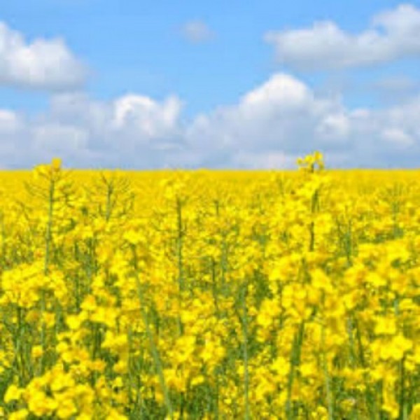 Рапс (корм./сидерат./медонос) семена (Украина)