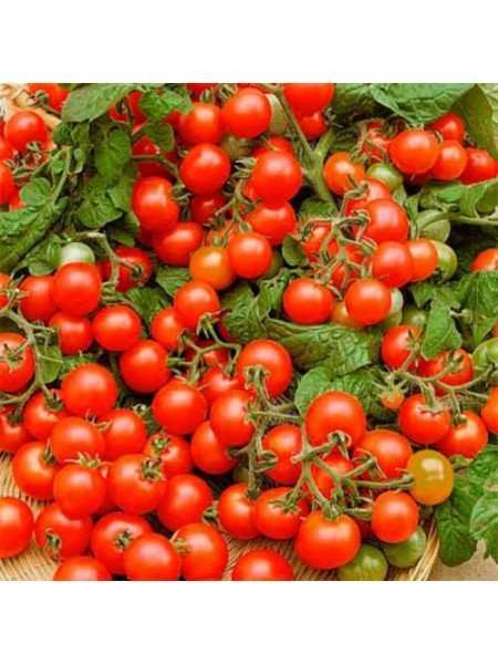 Ред Черри семена помидора индетерминантного (GL Seeds)