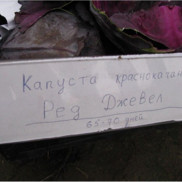 Ред Джевел F1 насіння капусти червоноголової (Sakata)