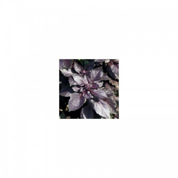 Ред Рубин семена базилика (SAIS)