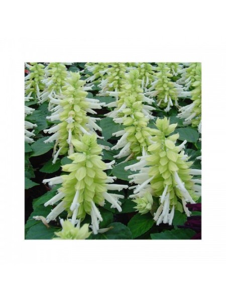 Редди белая (white) семян сальвии (Hem Genetics)