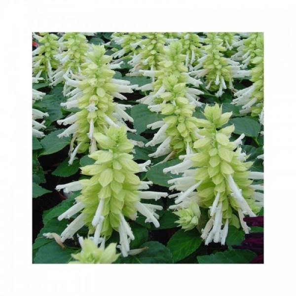 Редди белая (white) семян сальвии (Hem Genetics)