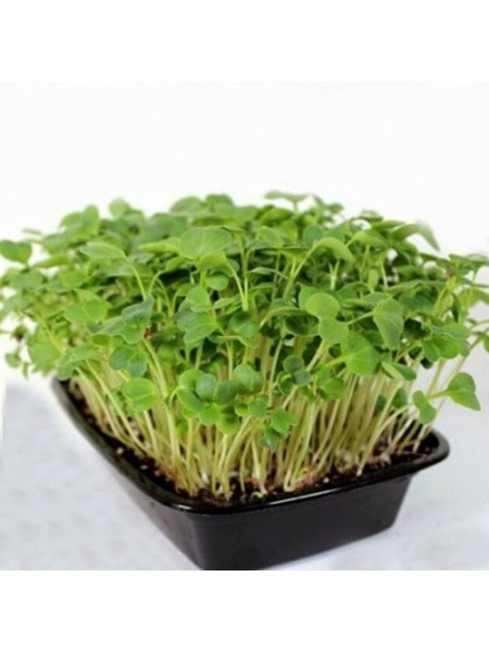 Редиш (1 урожай) набор для выращивания микрозеленый (Agrocity)