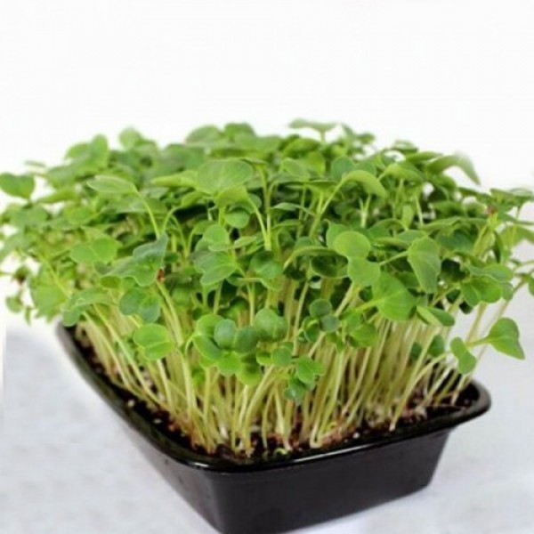 Редиш (1 урожай) набор для выращивания микрозеленый (Agrocity)