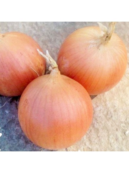 Рекс F1 семян лука репчатого желтого (Takii Seeds)