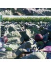 Рескью F1 семена капусты красноголовой (Syngenta)