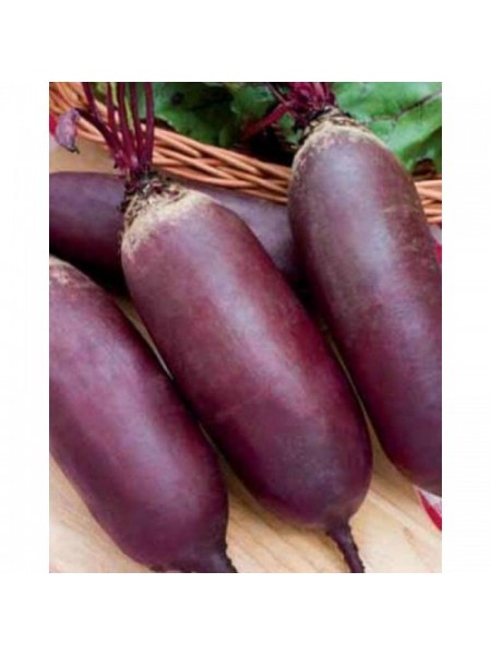 Реваль семян свеклы столовой (GL Seeds)