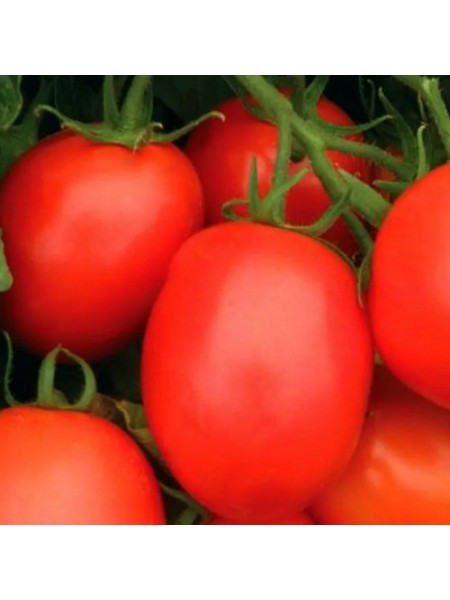 Рио Фуего семена томата дет. раннего 100–105 дн. слив. 100-120 гр. (Agrocity)