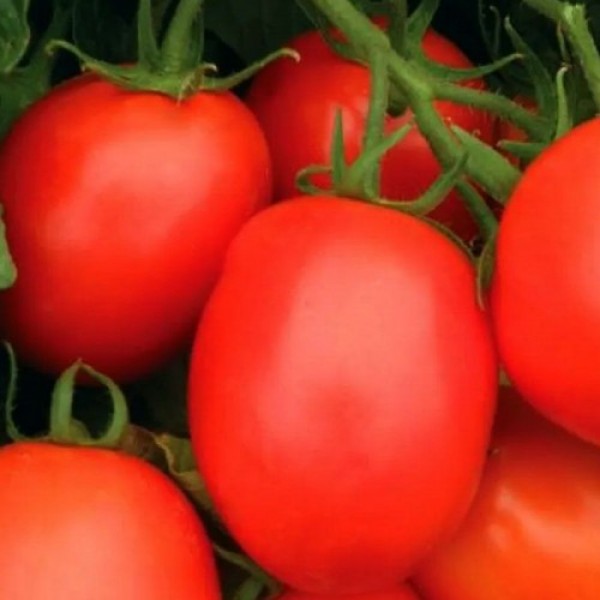 Рио Фуего семена томата дет. раннего 100–105 дн. слив. 100-120 гр. (Agrocity)