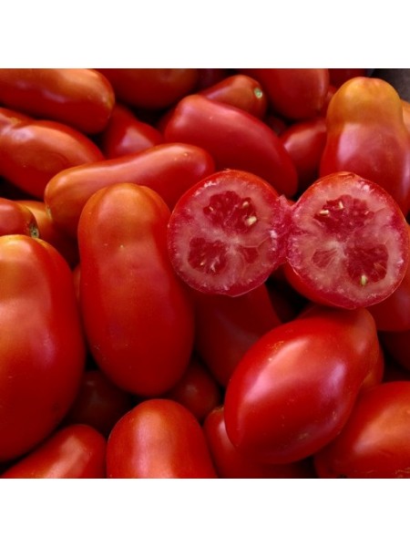 Речь F1 семена томата детерминантного (Cora Seeds)