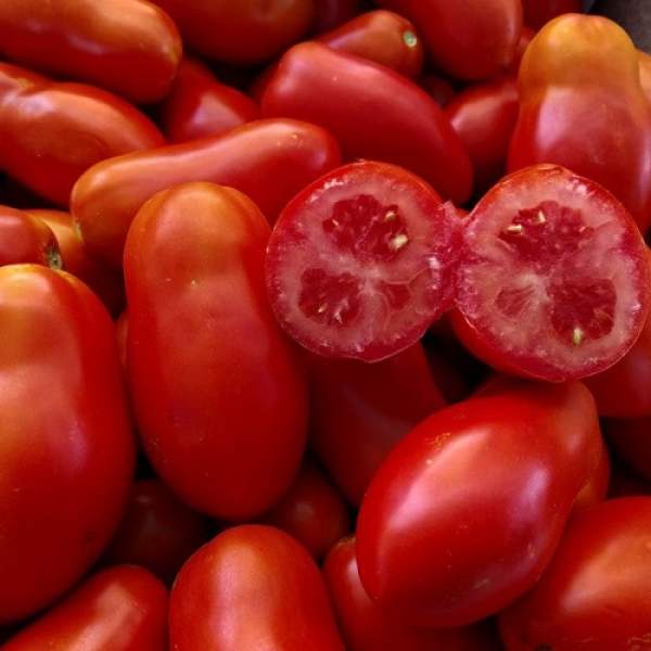 Речь F1 семена томата детерминантного (Cora Seeds)