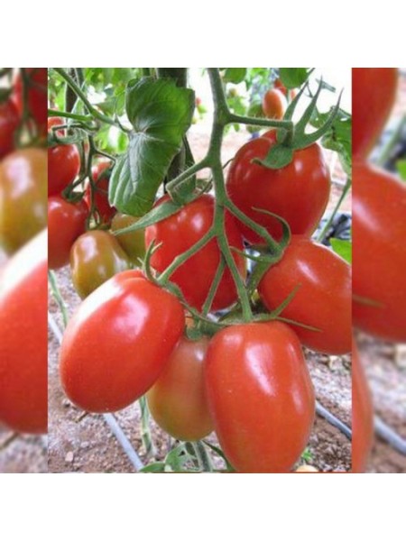 Рома семян помидора детерминантного (Hortus)
