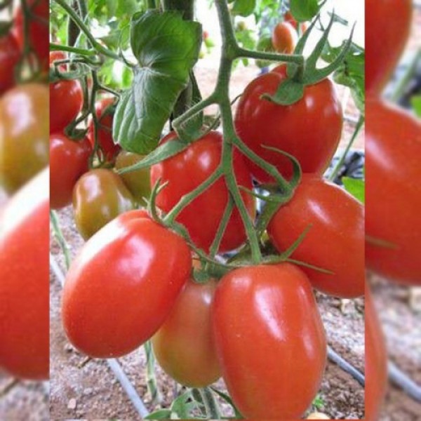 Рома семян помидора детерминантного (Hortus)