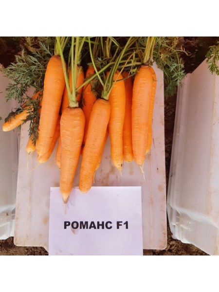 Романс F1 (1,8-2,0) семян моркови Нантес средней 110-120 дн. 18-21 см (Nunhems)