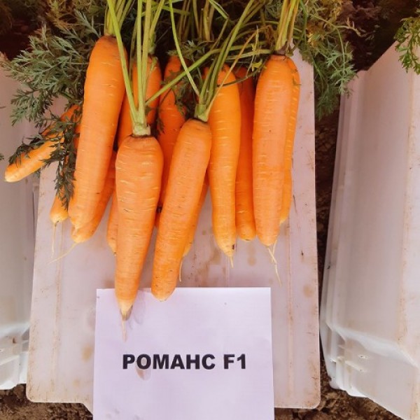 Романс F1 (2,0-2,2) семян моркови Нантес средней 110-120 дн. 18-21 см (Nunhems)