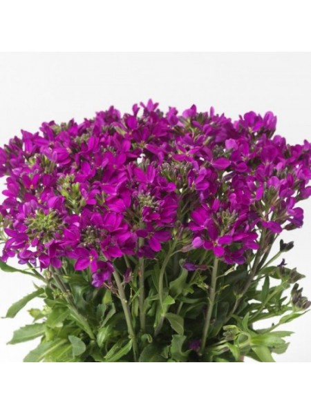 Роуз Делайт (delight rose) темно-розовый семена арабиса (Syngenta)