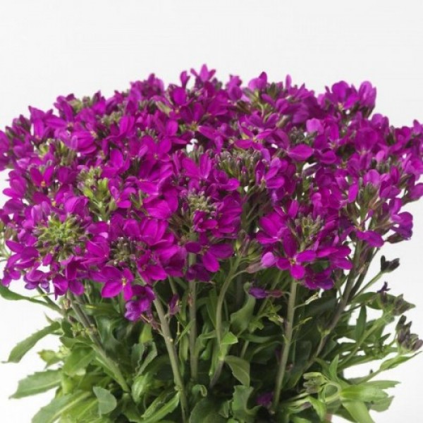 Роуз Делайт (delight rose) темно-розовый семена арабиса (Syngenta)