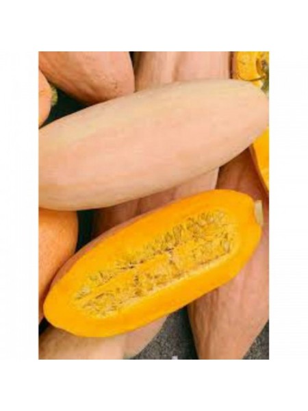 Розовый банан семян тыквы (GL Seeds)