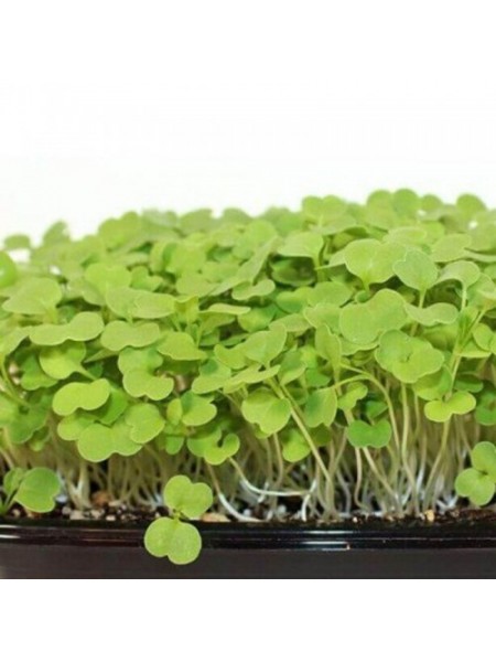 Рукола тонколистные семена микрозеленые (Agrocity)