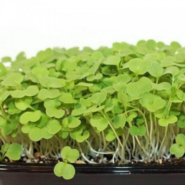 Рукола тонколистные семена микрозеленые (Agrocity)