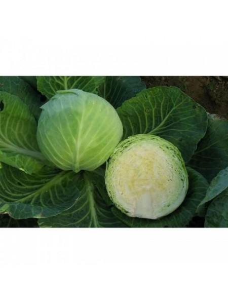 Сахарная голова семян капусты белокочанной (GL Seeds)