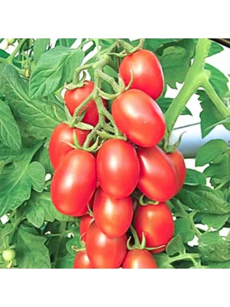Сахарная слива семена детерминантного томата (GL Seeds)