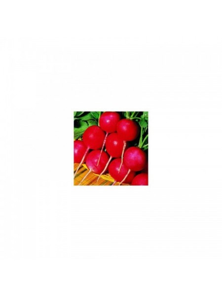 Сакса 2 новые семена редиса (Hortus)