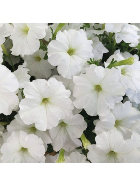 Саксес F1 белая (white) семена петунии грандифлора (Benary)