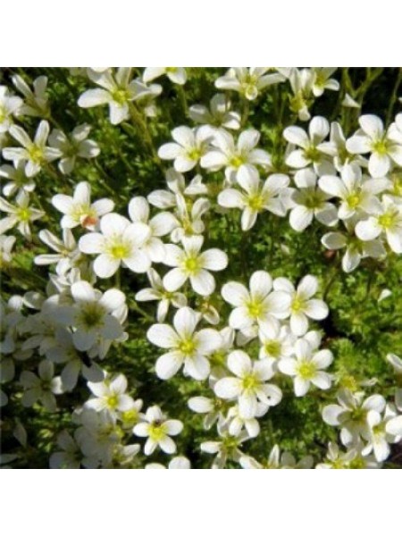 Хайлендер белый (white) семена камнеломки (Syngenta)