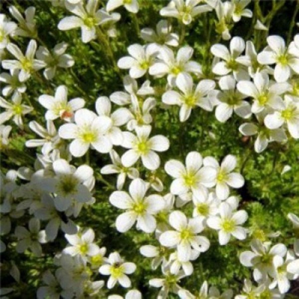 Хайлендер белый (white) семена камнеломки (Syngenta)
