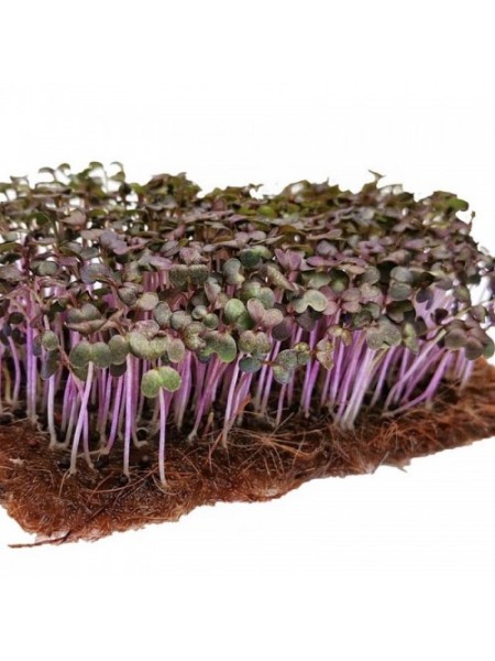 Салат горчичный красный семена микрозеленые (Agrocity)