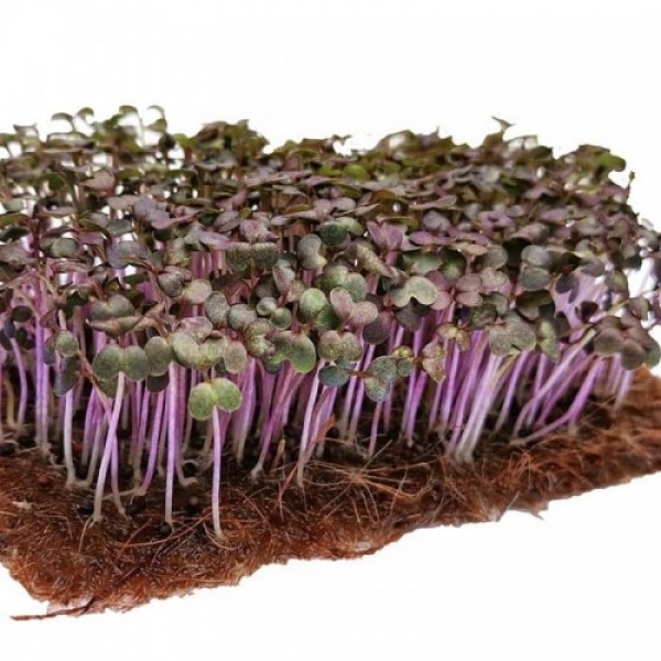 Салат горчичный красный семена микрозеленые (Agrocity)