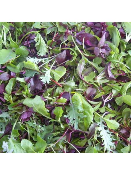 Салат Мини смесь семян микрозеленых (Agrocity)