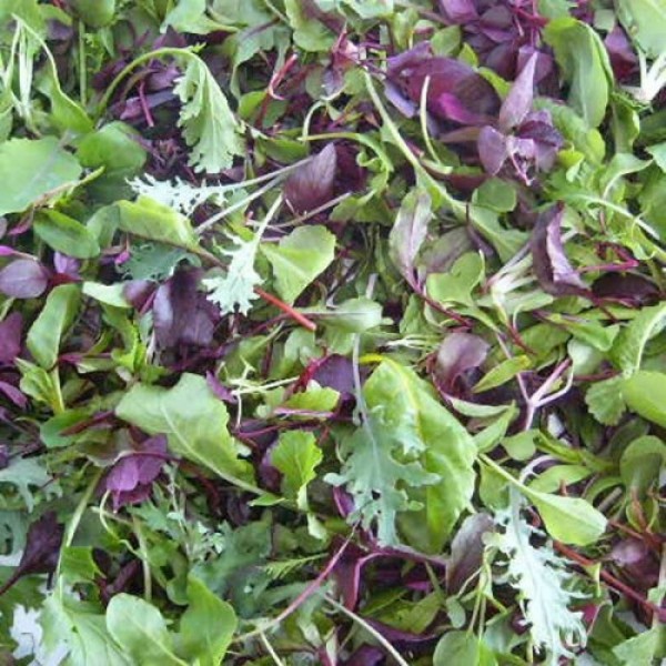 Салат Мини смесь семян микрозеленых (Agrocity)