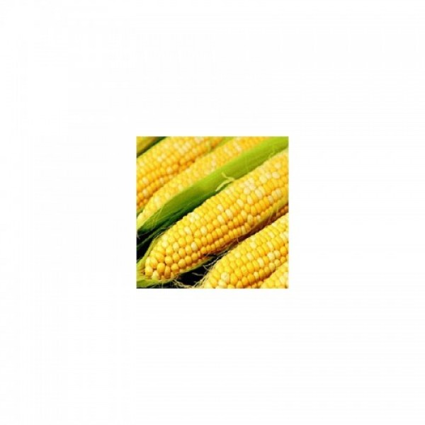 Саммит F1 семена кукурузы суперсладкой Sh2 биколор (Dorsing Seeds)