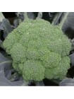 Самоа F1 семена капусты брокколи (Cora Seeds)