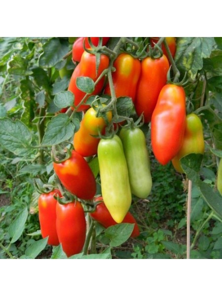 Сан Марцано насіння помідора індетермінантного (Hortus)