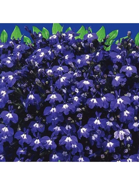 Сапфир семян лобелии (GL Seeds)