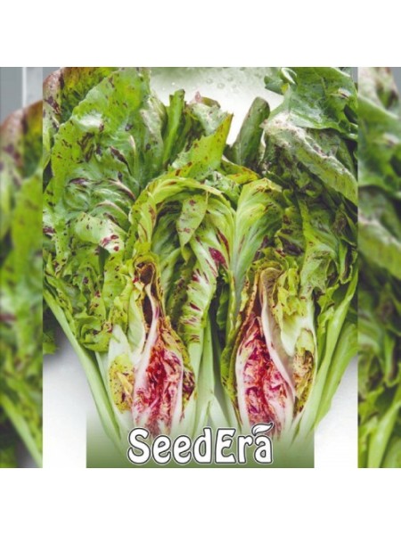 Щербет семян салатного цикория тип Радиччио (Seedera)