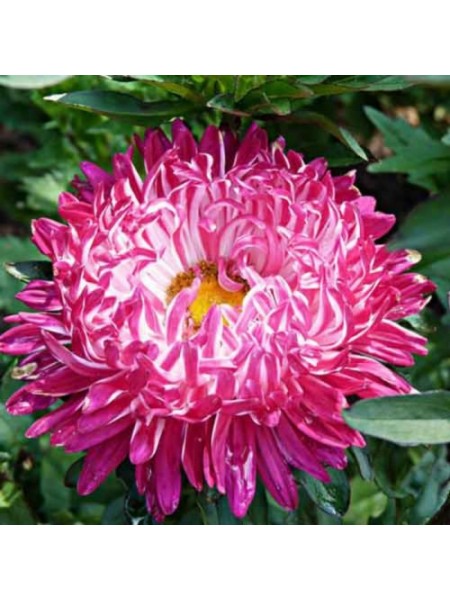 Седая дама красная (Red) семена астры пионообразной (GL Seeds)