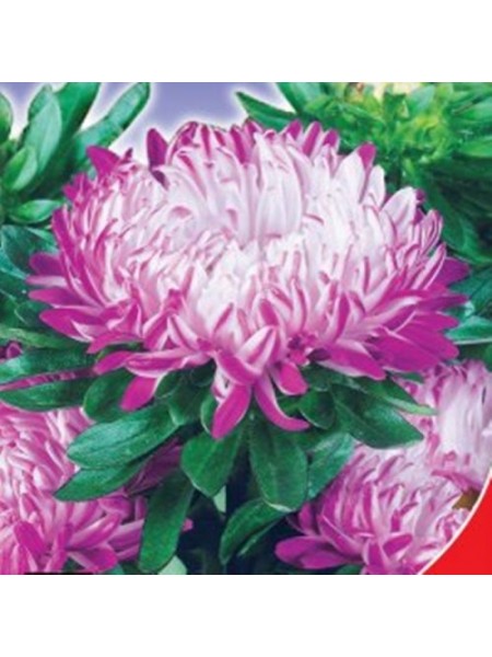 Седая дама розовая (Pink) семена астры пионообразной (GL Seeds)
