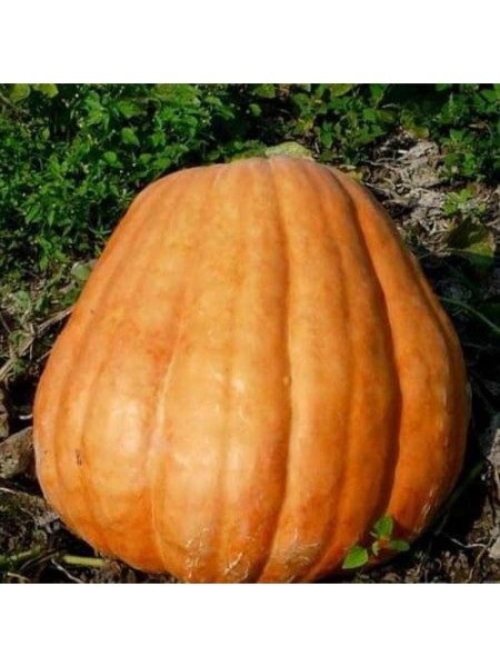 Бег Макс семена тыквы (Hortus)