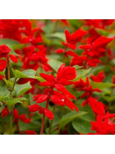Шавлія блискучий червоний (red) насіння однолітка. (Moravoseed)