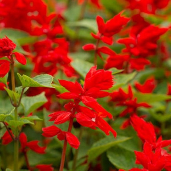 Шавлія блискучий червоний (red) насіння однолітка. (Moravoseed)