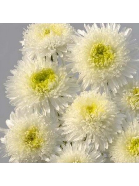 Шанхайская роза белая (White) семена астры (Satimex)