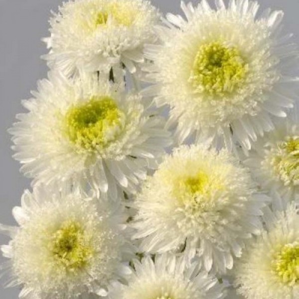 Шанхайская роза белая (White) семена астры (Satimex)