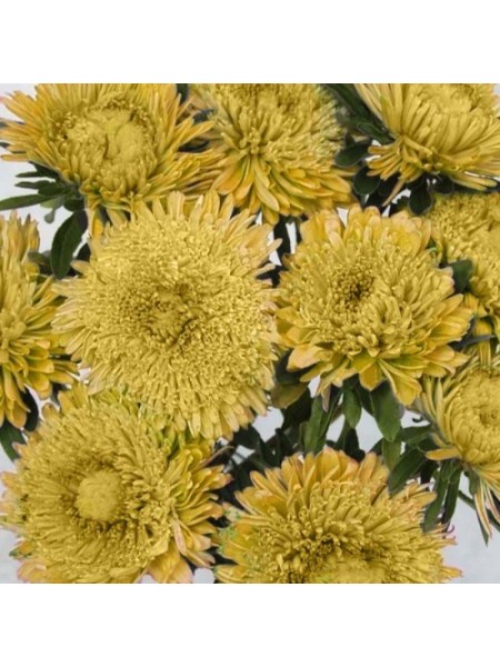 Шанхайская роза желтая (Yellow) семена астры (Satimex)